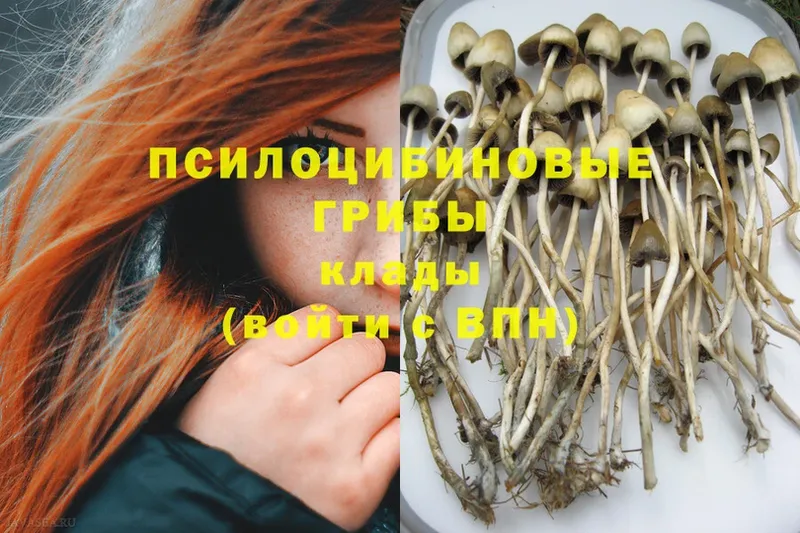 KRAKEN зеркало  хочу   Гаврилов Посад  Псилоцибиновые грибы MAGIC MUSHROOMS 